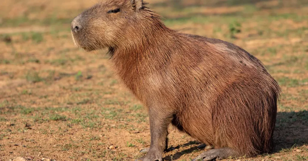 Are Capybaras Rodents 6 Fascinating Facts About the World’s Largest Rodent