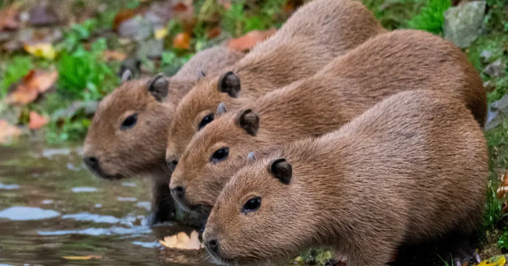 Are Capybaras Rodents 6 Fascinating Facts About the World’s Largest Rodent